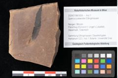 Foto (Objekt + Etikett) von Quercus palaeoilex Ettingshausen (NHMW-GEO-2024-0188-0836)